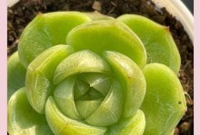 多肉根腐病及其判断与防治方法（以多肉根腐病的主要症状和防治措施为例）