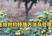 花椒树剪枝的最佳时间（春季前是最适宜剪枝的时机）