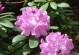 高山杜鹃的开花时间（探究高山杜鹃开花的原因和特点）