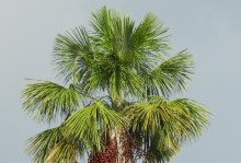如何正确栽种棕榈树（种植棕榈树的步骤和技巧）
