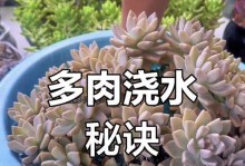 砍根多肉的处理方法——科学拯救凋谢的生命（以砍根多肉为例，探究多肉植物的修复与再生机制）