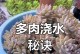 砍根多肉的处理方法——科学拯救凋谢的生命（以砍根多肉为例，探究多肉植物的修复与再生机制）