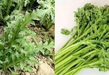 虞美人叶子的营养与食用方法（探索虞美人叶子的保健之道）