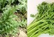虞美人叶子的营养与食用方法（探索虞美人叶子的保健之道）