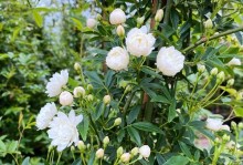 盆栽木香花的定型技巧与方法（打造美丽的盆栽木香花—）