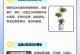 幸福树叶子枯萎的原因及处理方法（探究幸福树叶子枯萎的主要因素，以及如何有效处理）