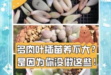 叶插叶子（简单实用的室内绿植繁殖方法）