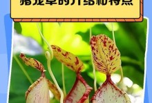 种植猪笼花的技巧与养护方法（打造迷人花园的秘密武器）