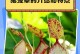 种植猪笼花的技巧与养护方法（打造迷人花园的秘密武器）
