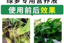 绿箩长黑斑的原因与处理方法（了解绿箩长黑斑的根源及有效应对措施）