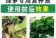 绿箩长黑斑的原因与处理方法（了解绿箩长黑斑的根源及有效应对措施）