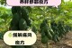 木瓜种子的种植方法和注意事项（从种子到果实，一步步教你如何种出美味的木瓜）