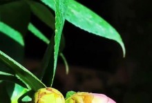 茶花养护秘籍（掌握这些养护技巧，让你的茶花长势喜人）