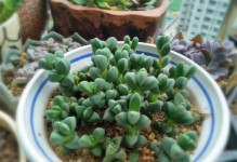 鹿角海棠的繁殖技巧（探索鹿角海棠繁殖的奥秘，助力美化环境）