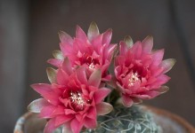 绯花玉怎么养开花？（打造绚丽多彩的绯花玉花园）