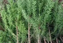 红豆杉树底部修剪的方法与技巧（打造健康美丽的红豆杉树林——以底部修剪为例）