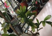 豆渣水，神奇的植物营养液（适合浇什么花？如何制作？功效与注意事项）