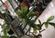 豆渣水，神奇的植物营养液（适合浇什么花？如何制作？功效与注意事项）