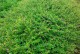 满天星，美丽四季花海（不同季节的满天星美景）