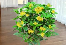 四季桂的养殖技巧——打造美丽花园的秘诀（四季桂的种植和养护，让你轻松拥有缤纷花海）