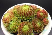 葡萄糖能否成为多肉植物的最佳浇水选择？（了解多肉植物需求，选择最适合的水分补给方式）