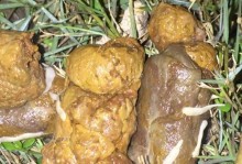 如何应对长白色的虫子侵害？（保护植物健康，摆脱虫害困扰）