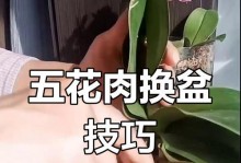 蝴蝶兰换盆指南（蝴蝶兰换盆步骤详解，助您养好蝴蝶兰）