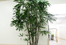 如何正确盆栽棕榈植物（掌握关键步骤，打造美丽家园）