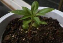 以蟹爪种子怎么种？（一步一步教你蟹爪种子的种植技巧）