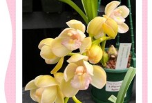 大花蕙兰花芽黄了，如何护理恢复？（解读大花蕙兰花芽黄的原因及对策）