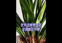 冬季兰花保湿之道（打造湿润环境让兰花过一个舒适的冬天）