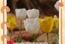 冬季花草如何过冬（保护花草免受寒冷侵害的有效方法）