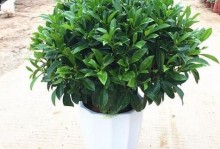 以莱莉花的养护技巧（打造非凡花坛的关键）
