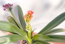 以君子兰在家的种植与养护为主题的文章（君子兰-家居绿植的佳选）