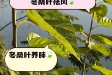 扶桑花叶干的保护与修剪技巧（解决扶桑花冬季叶干问题的有效方法）
