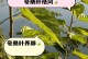 扶桑花叶干的保护与修剪技巧（解决扶桑花冬季叶干问题的有效方法）