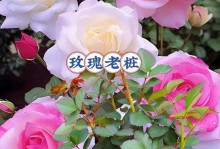 玫瑰花的盆栽养殖方法（从选品到养护，打造居家花园）