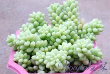 夏季新玉缀的养护指南（打造繁盛夏季花园的关键）