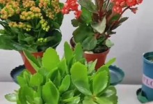 如何养护鲜花使其开出美丽花朵（掌握关键技巧，让鲜花盛放不停）
