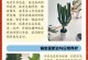 龙骨掉叶子的补救方法（解决龙骨掉叶子的有效措施）