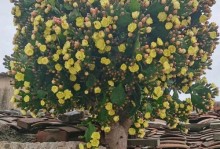 仙人掌花开的秘密（养护技巧，让仙人掌盛开绽放）