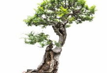 盆景树桩根的美妙之处（探索盆景树桩根的形态与技艺）
