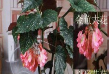 以竹节海棠为主题的养护指南（打造美丽花园的秘诀与技巧）