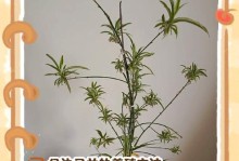 插好的吊兰的浇水方法（初次种植吊兰，学会科学浇水的关键）