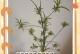 插好的吊兰的浇水方法（初次种植吊兰，学会科学浇水的关键）