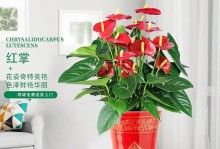 家中养红掌的好处与风水（打造室内绿色空气，提升家庭福气）