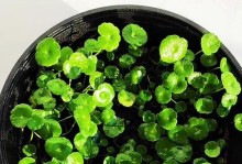 铜钱草的养殖技巧（打造绿意盎然的家居植物——铜钱草）