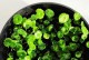铜钱草的养殖技巧（打造绿意盎然的家居植物——铜钱草）