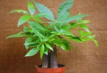 移发财树根部的处理方法（保护财树健康成长的关键措施）