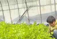 菜花种植全攻略